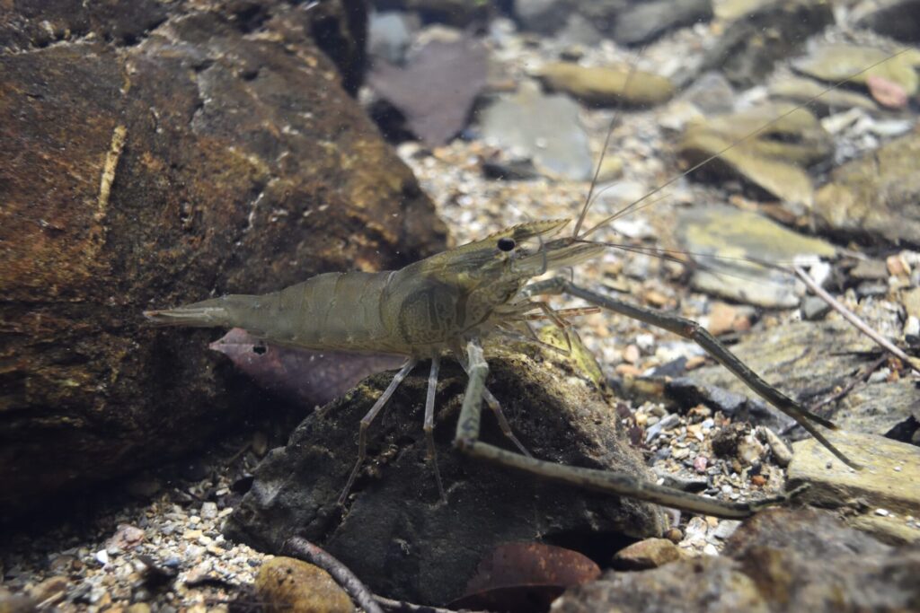 ミナミテナガエビのオス