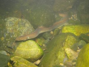 ニホンウナギ