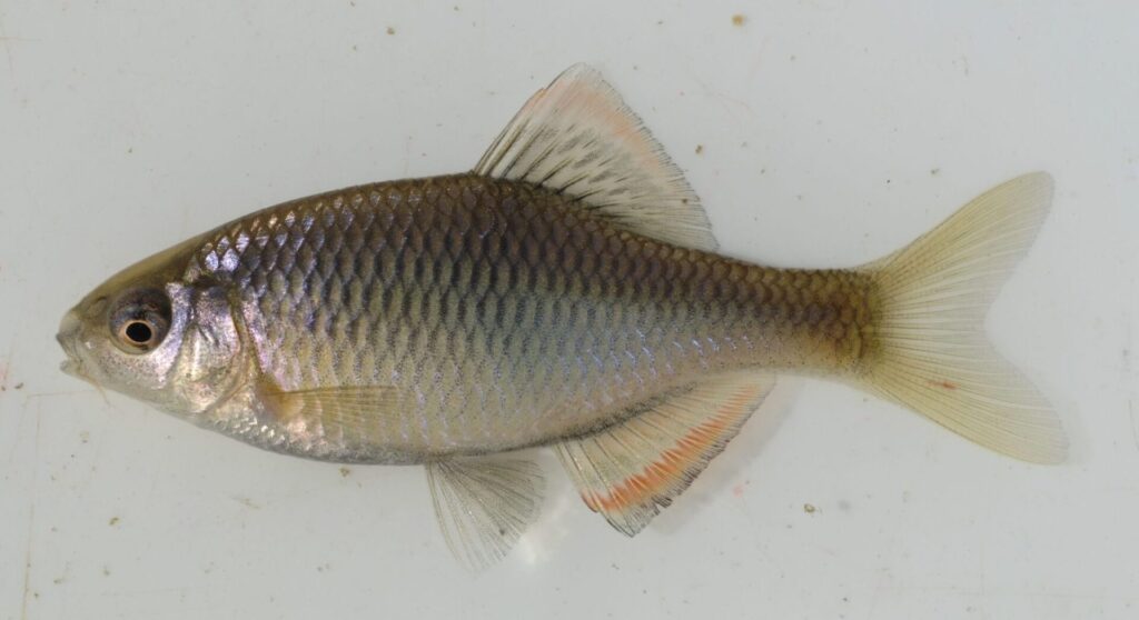 ヤリボテ（ヤリタナゴとアブラボテの雑種）と思われる個体