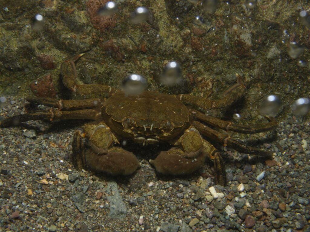 モクズガニのオス