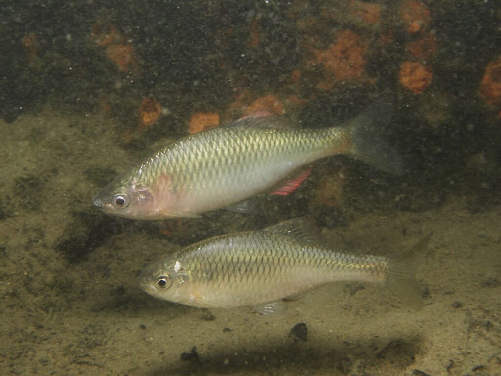 ヤリタナゴのペア