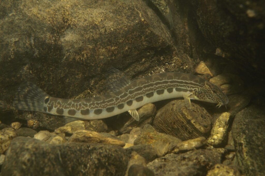 ヤマトシマドジョウ