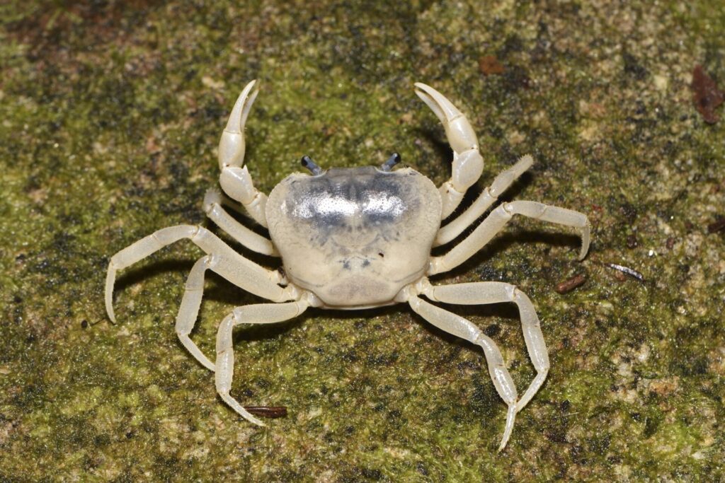 サワガニ♀（大隅半島）