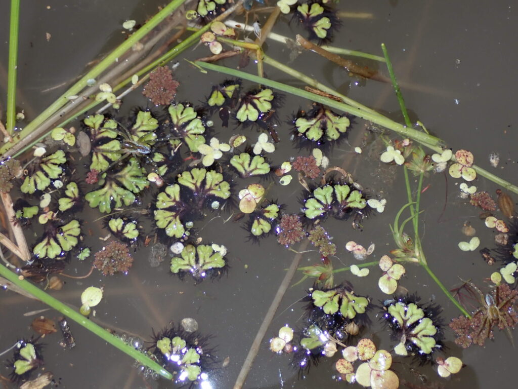 イチョウウキゴケ