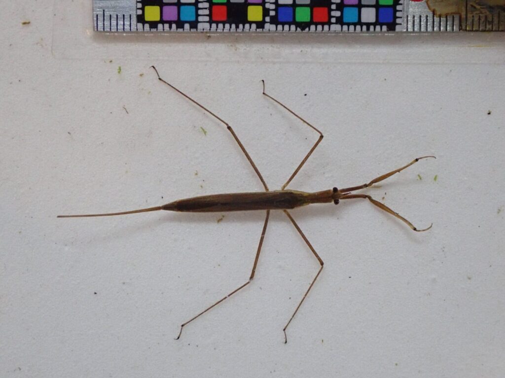 ヒメミズカマキリ