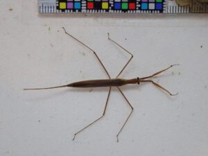 ヒメミズカマキリ