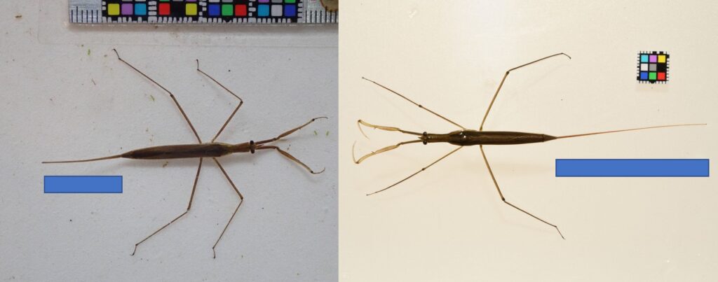 ヒメミズカマキリとミズカマキリ