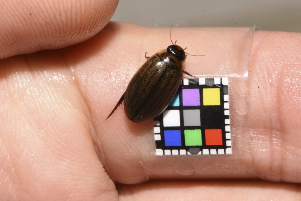 ヒメゲンゴロウ