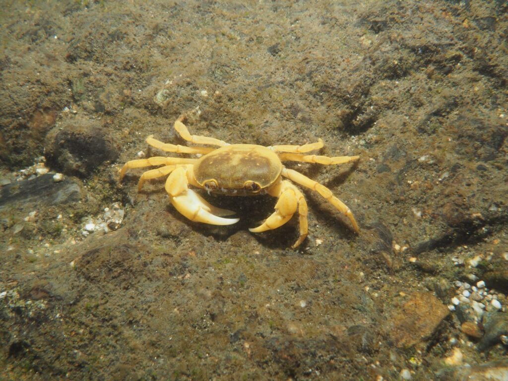 サワガニ♂（秋月）