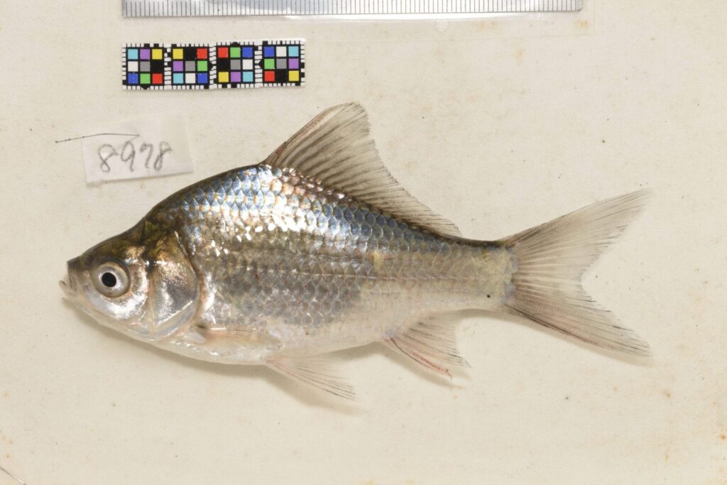 ゲンゴロウブナ