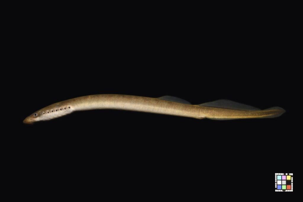 ミナミスナヤツメの成体