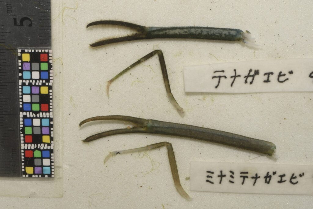 テナガエビとミナミテナガエビの違い