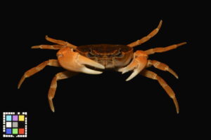 サワガニのオス（秋月）