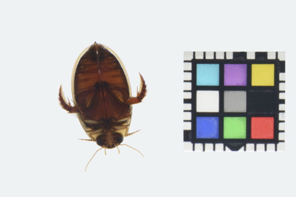 ウスイロシマゲンゴロウ