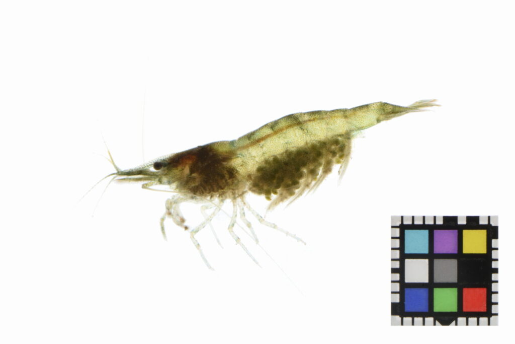 ミナミヌマエビのメス