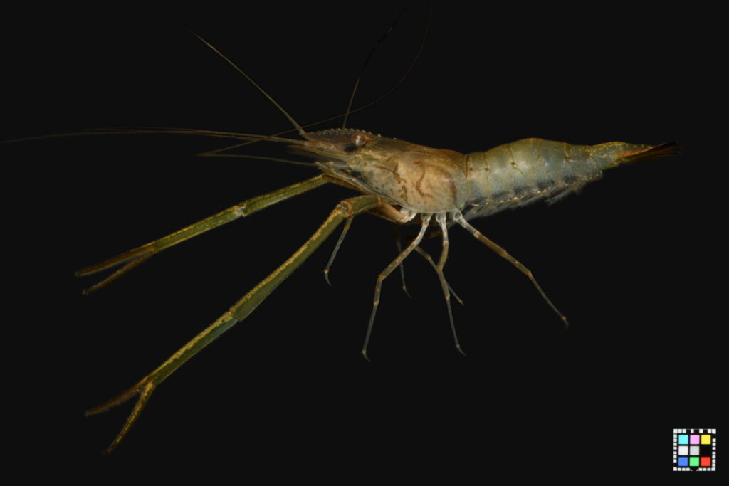 テナガエビのオス