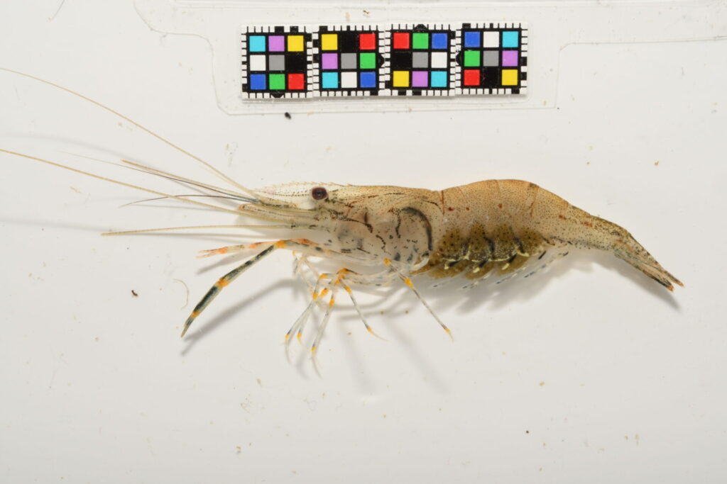 テナガエビのメス