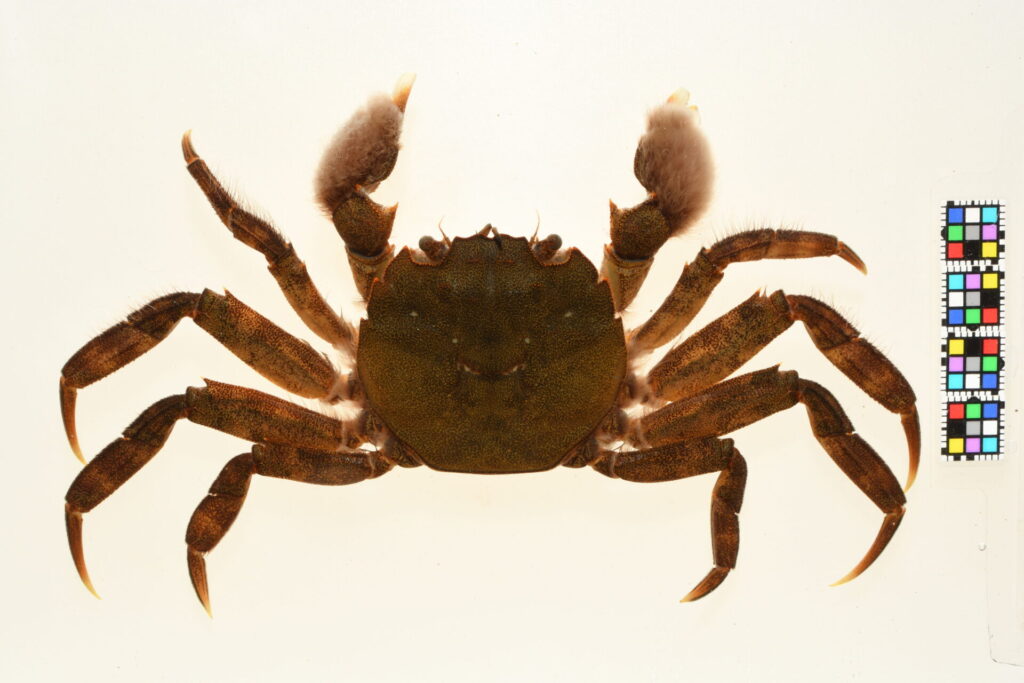 モクズガニのメス、ハサミが小さい