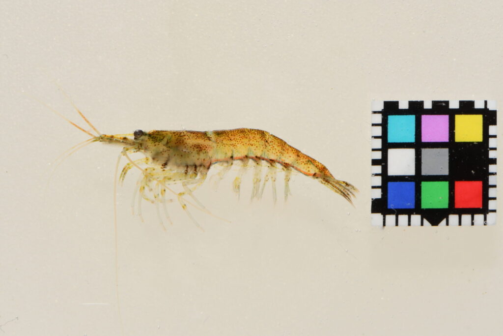 シナヌマエビ？