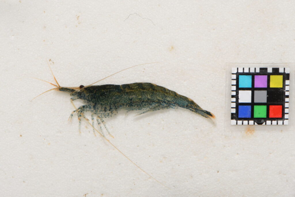 ミナミヌマエビ