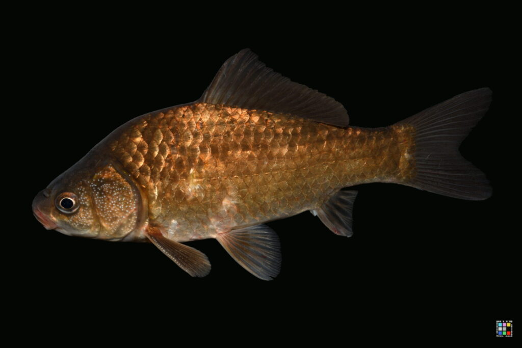 オオキンブナ（オス）