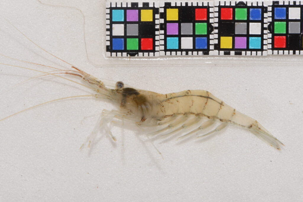 チュウゴクスジエビ（外来種）