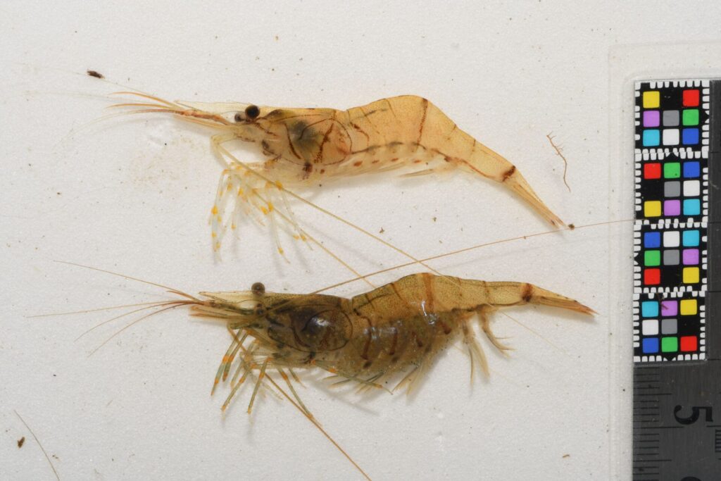 キタノスジエビ（青森県）