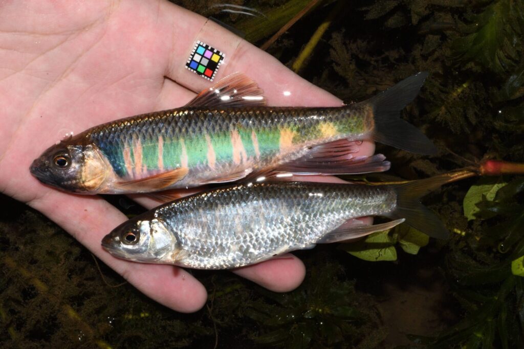 オイカワの雌雄