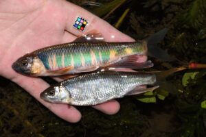 オイカワの雌雄