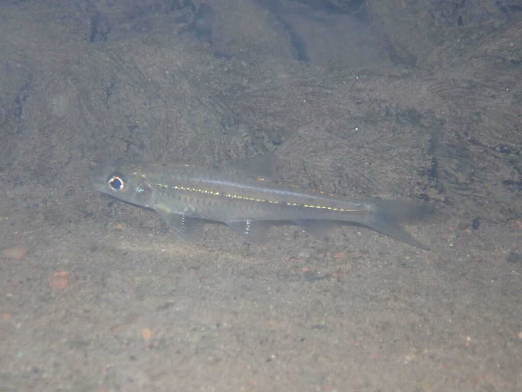 コウライモロコ