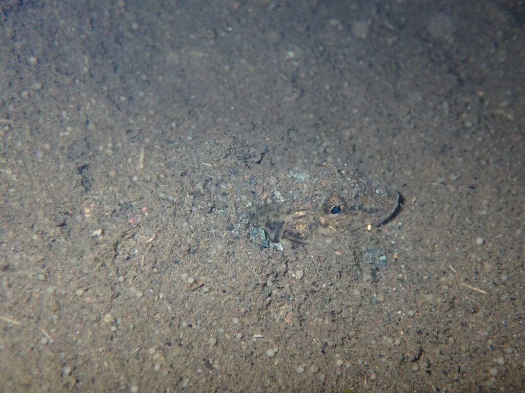 砂に潜って顔だけ出すカマツカ