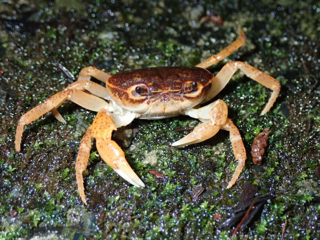 サワガニ♀（秋月）