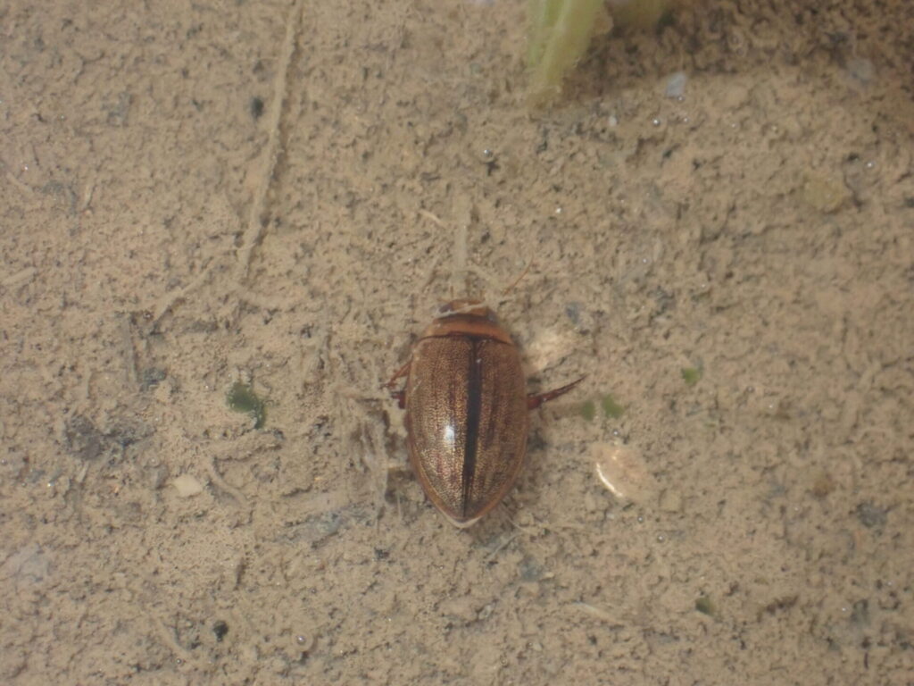 ウスイロシマゲンゴロウ