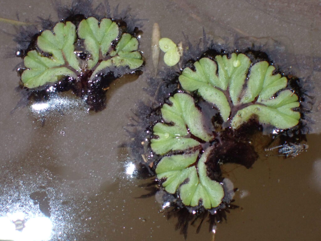 イチョウウキゴケ