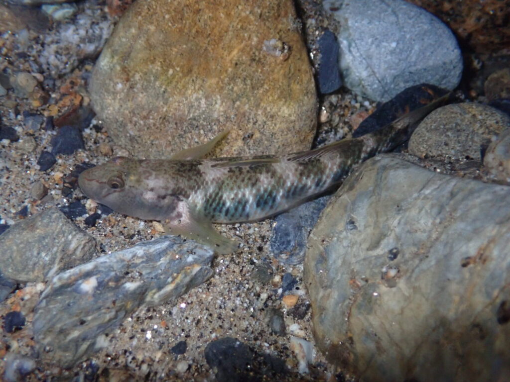 トウヨシノボリ