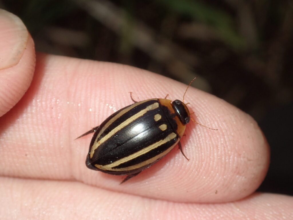 シマゲンゴロウ