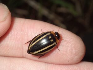 シマゲンゴロウ