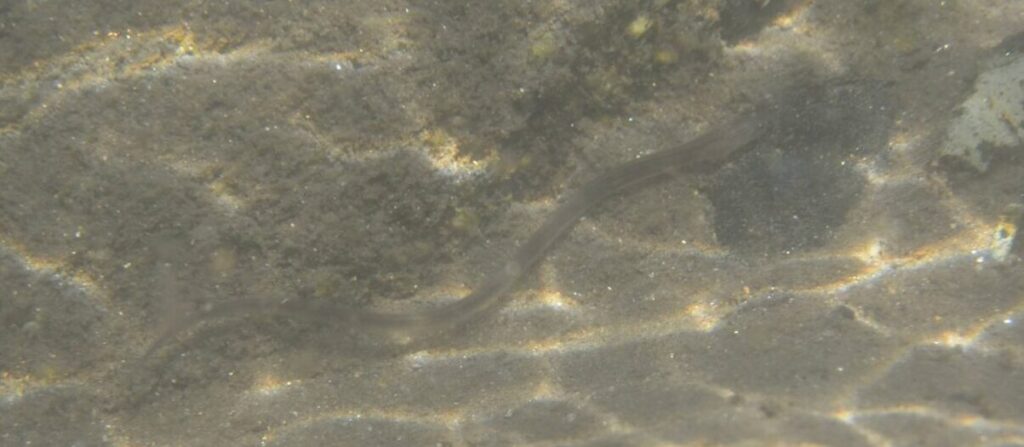 ウナギのクロコ・黒子