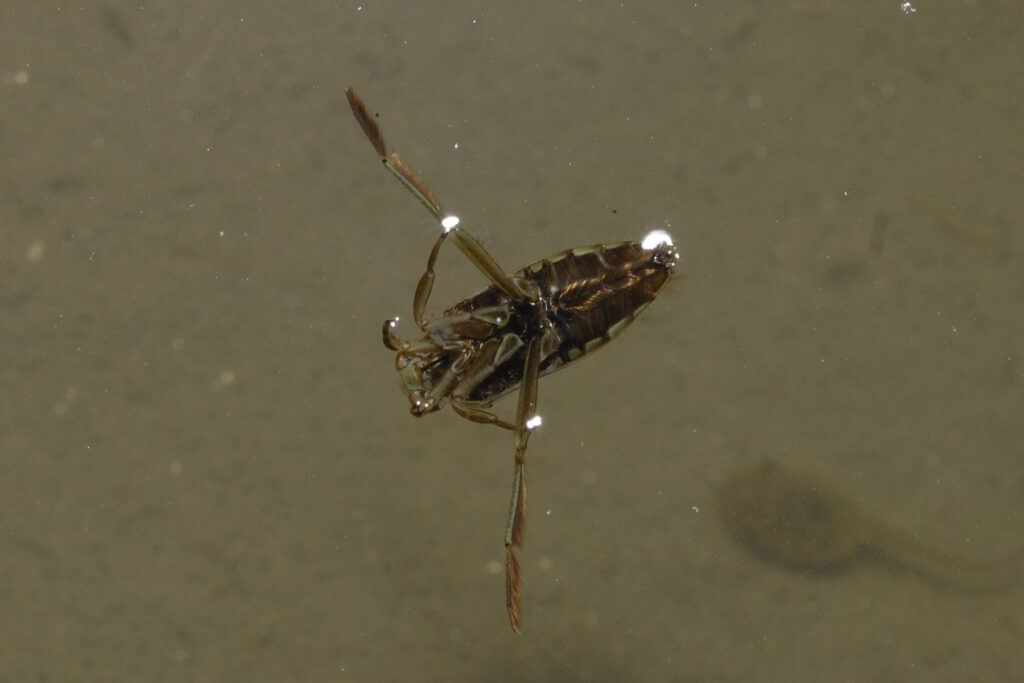 水面を逆さになって泳ぐマツモムシ