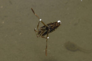 水面を逆さになって泳ぐマツモムシ
