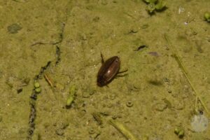 ヒメゲンゴロウ