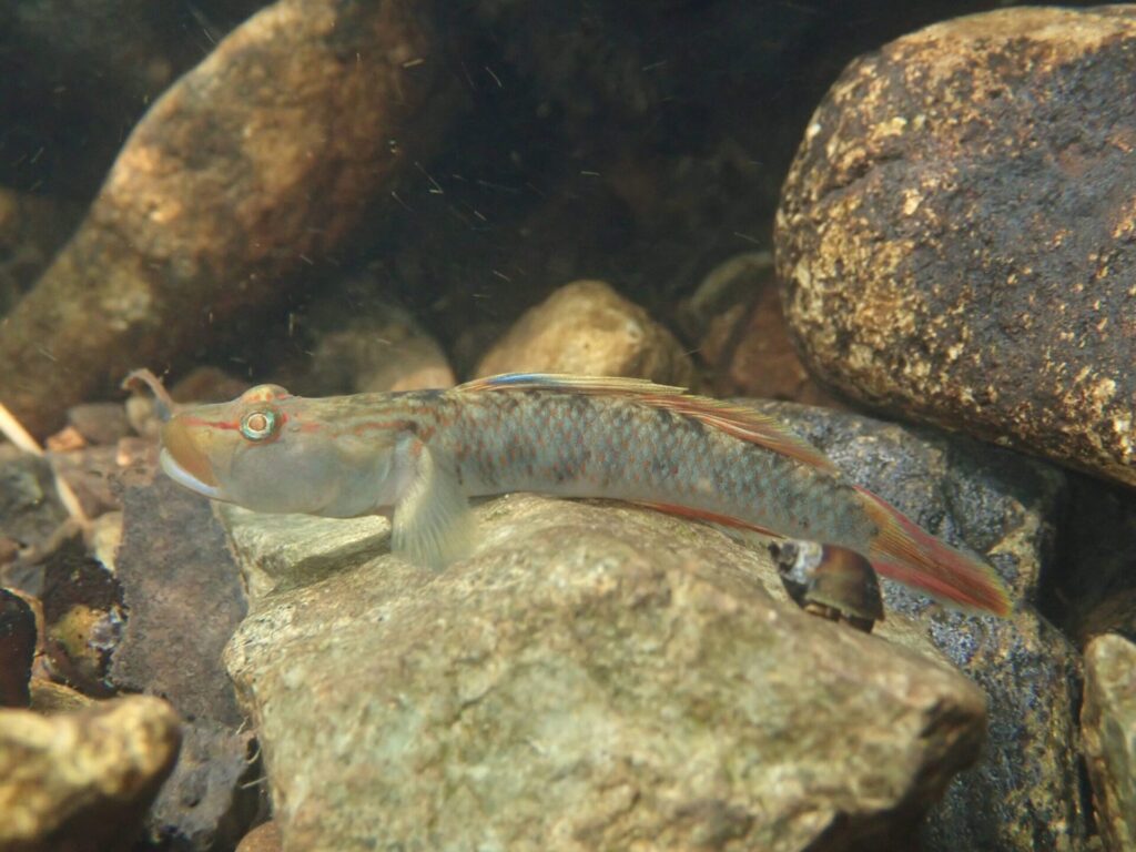 カワヨシノボリ♂