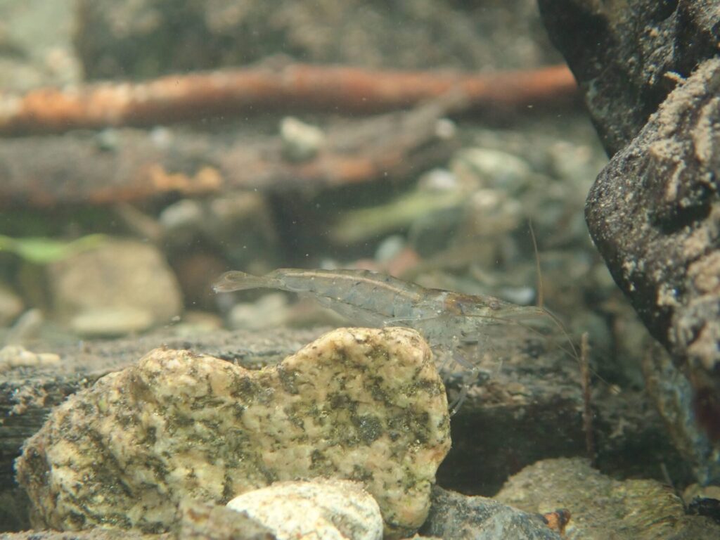 野生下でのミナミヌマエビ