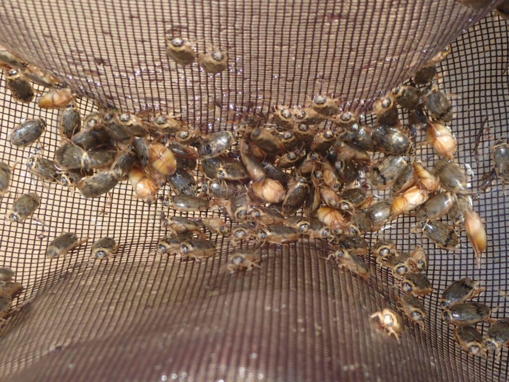 ハイイロゲンゴロウ