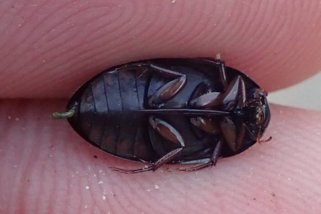 ヒメガムシの腹面