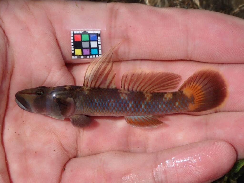 トウヨシノボリ