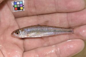 コウライモロコ