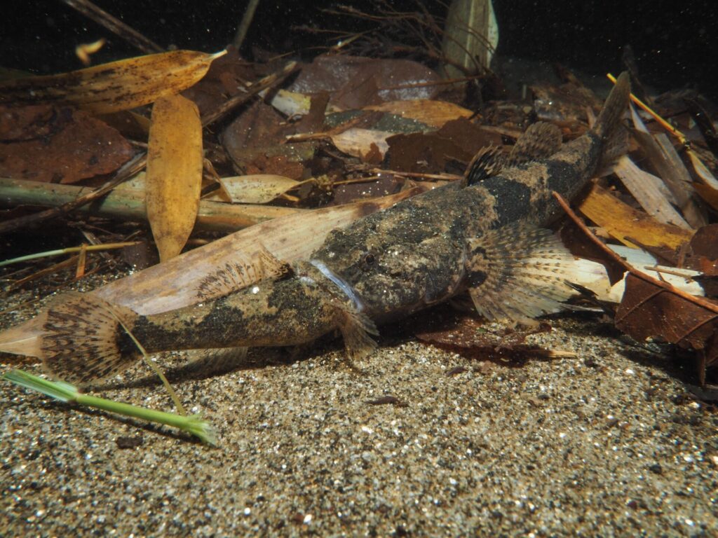 ドンコを喰らうドンコ