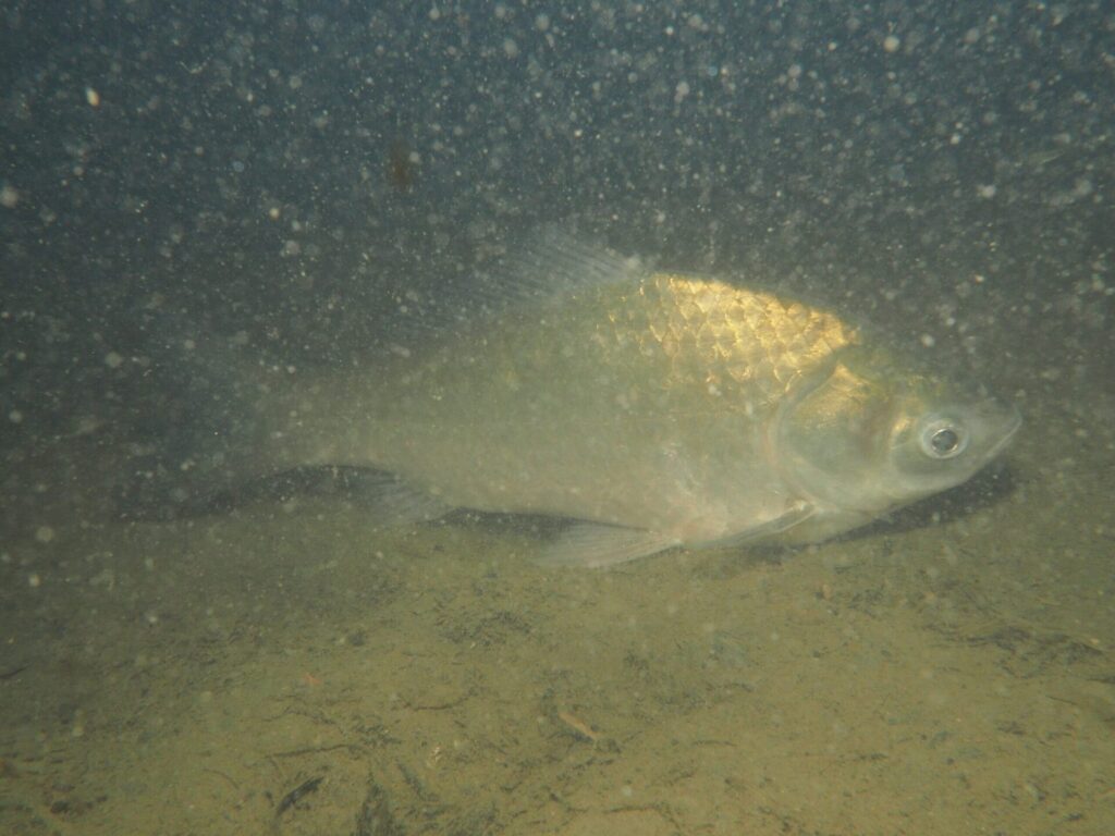 ゲンゴロウブナ（ヘラブナ）