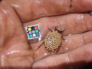 卵を負うコオイムシのオス